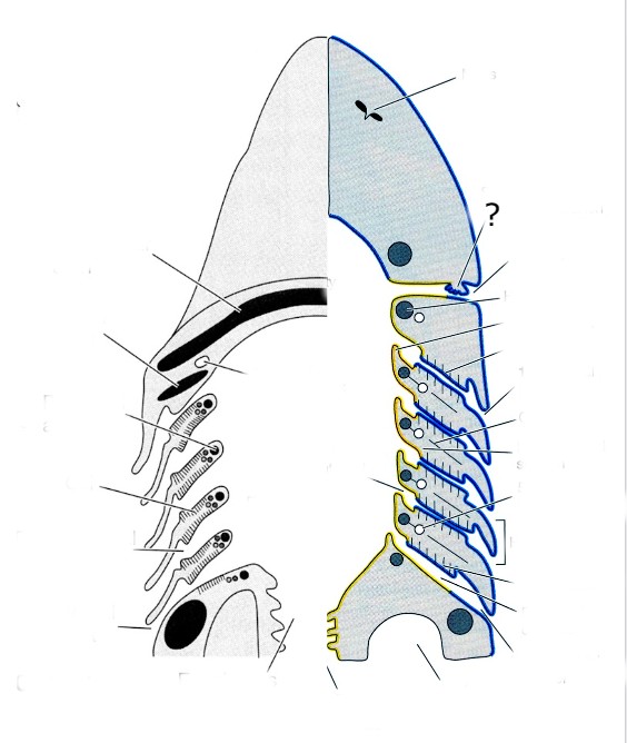 knowt flashcard image