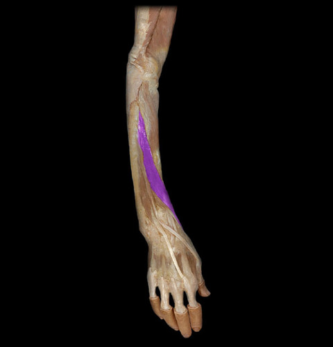 Lateral epicondyle of the humerus, radial collateral ligament of elbow joint; annular ligament of radius and supinator crest of the ulna