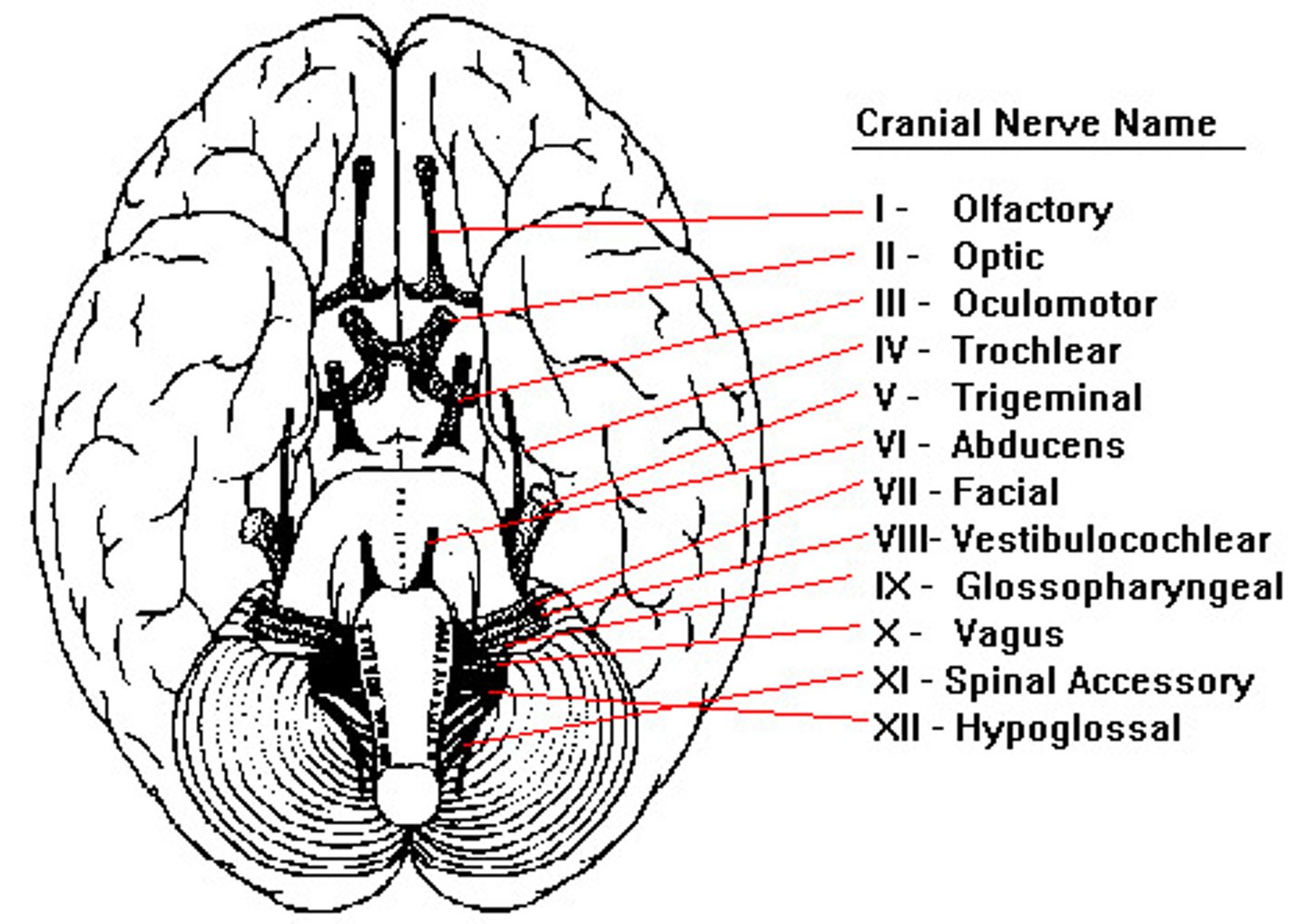 <p>12 cranial nerves (pair for left and right of body), control sensory and motor (connect to brain or medulla) without spinal cord</p>