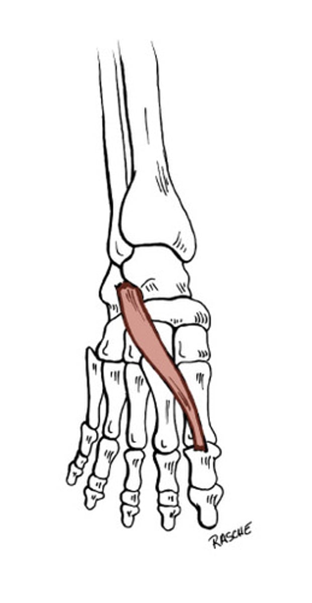 <p>extends big toe</p>