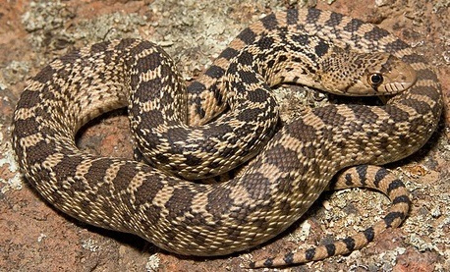<p>Gopher Snake</p>