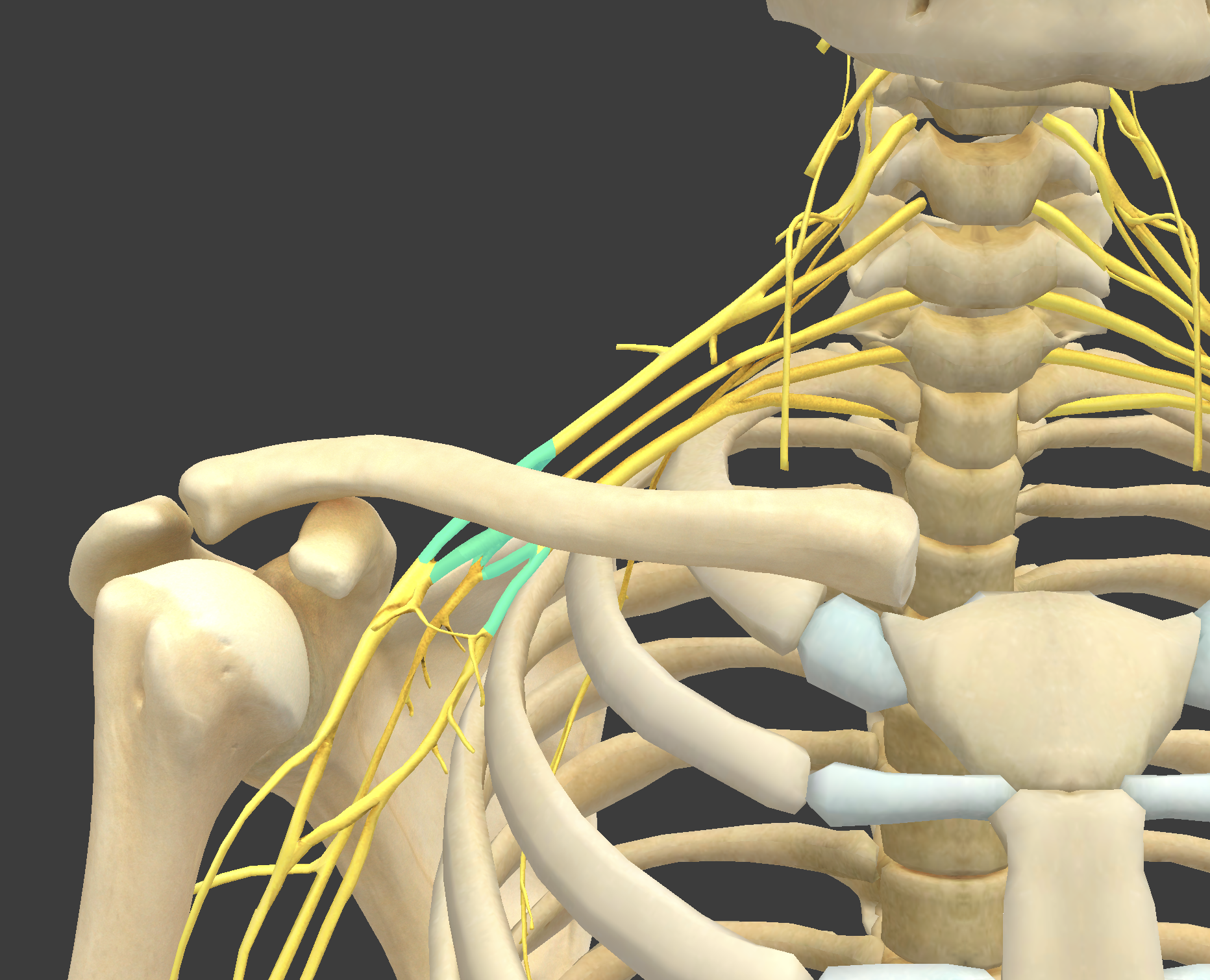 <p>What structure is shown?</p>