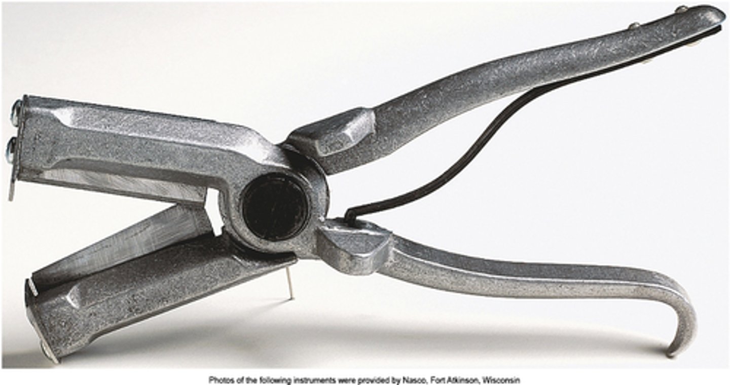 <p>castrate, dock the tails and notch the ears of lambs, kids, and piglets</p>