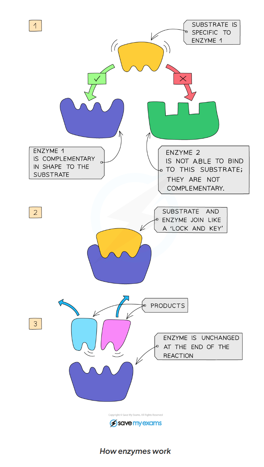 <ol><li><p>enzymes and substrates randomly move around in solution</p></li><li><p>When an enzymes and its complementary substrate randomly collide, an enzymes substrate complex forms and the reaction occurs</p></li><li><p>a product (or products) forms (form the substrate) and is then released form the active site. The enzymes is unchanged and will then go on to catalyse further reactions.</p></li></ol>