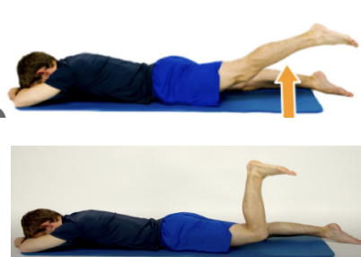 <p>A patient presents with reduced hip mobility, particularly during hip extension. The physical therapist notes that the patient experiences greater hip extension when the knee is extended compared to when the knee is flexed. What is the MOST LIKELY cause of the reduced hip extension with knee flexion?</p><p>A. Passive insufficiency of the hamstrings</p><p>B. Passive insufficiency of the gluteus maximus</p><p>C. Active insufficiency of the hamstrings</p><p>D. Active insufficiency of the rectus femoris</p>