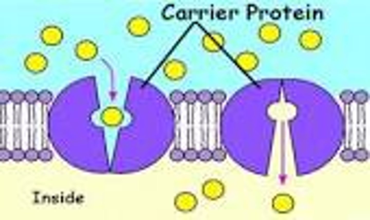 <p>Bind to specific molecules on one side of the membrane, change shape and release the substance on the other side</p>