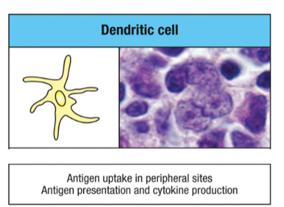 <p>Resides in the tissue when inactivates, but when sensing a PAMP, goes to the lymph node to prime T cells</p>