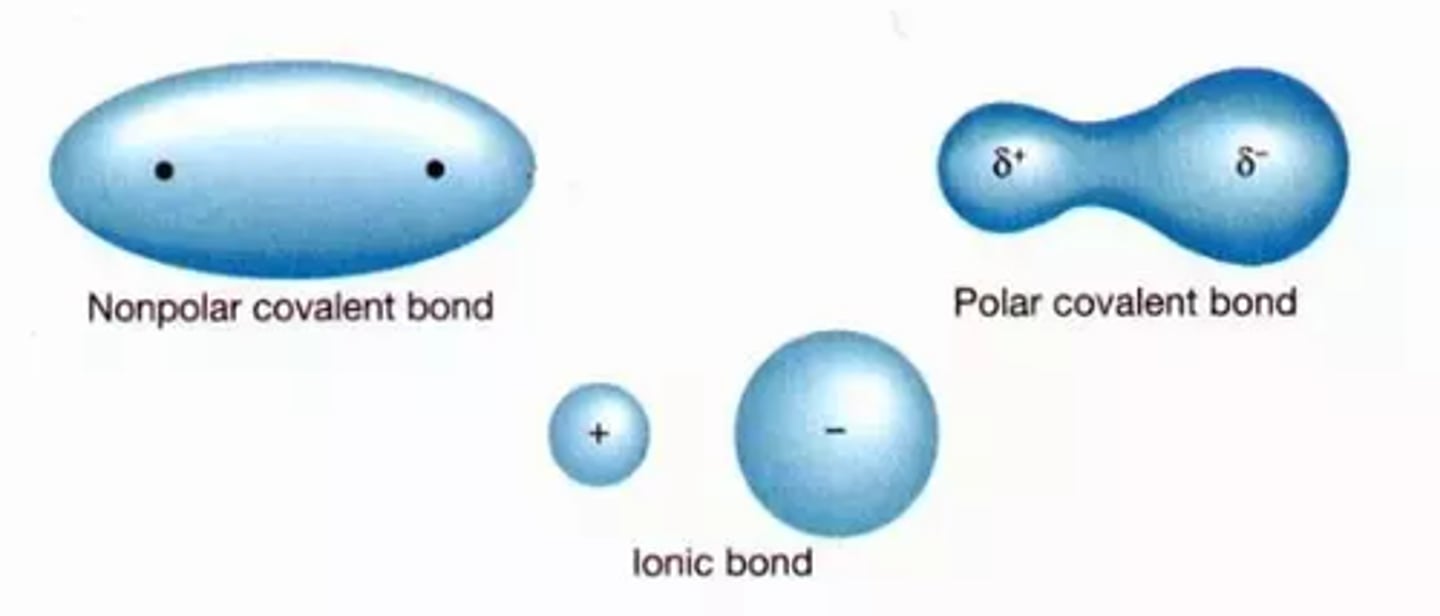 <p>between two nonmetals; electrons are shared</p>