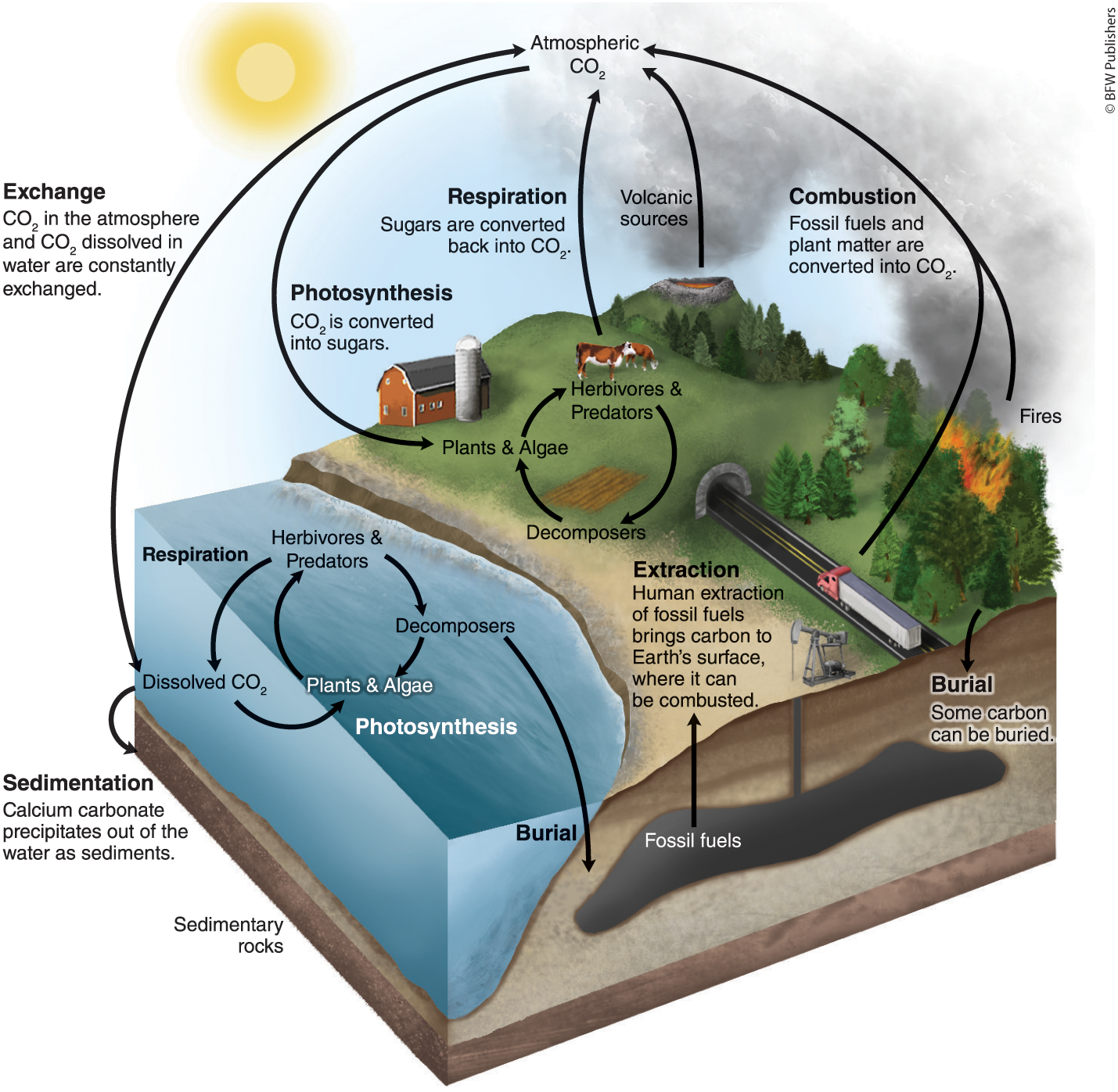 <p>most important element that makes up body weight, makes up cells and proteins, and is needed for cell function</p><p>the movement of carbon around the biosphere among sources and sinks</p><ul><li><p>living orgs that hold carbon for a short time</p></li><li><p>nonliving orgs that hold carbon for millions of years</p></li></ul><p>= increased the speed of carbon release (which is supposed to be a slow process)</p><ul><li><p>increased combustion → increase rate of CO2 release → release faster than capture → excess carbon in atmosphere → global warming</p></li><li><p>tree harvesting → carbon stored in wood is released + slower rate of carbon capture → increase of atmosphere carbon → global warming</p></li></ul><p></p>