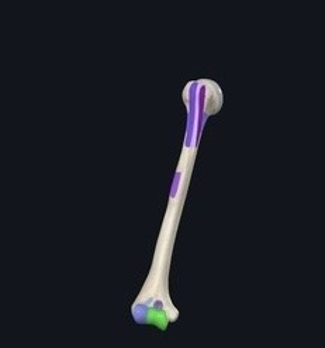 <p>Pulley-shaped structure on the humerus for ulna articulation.</p>