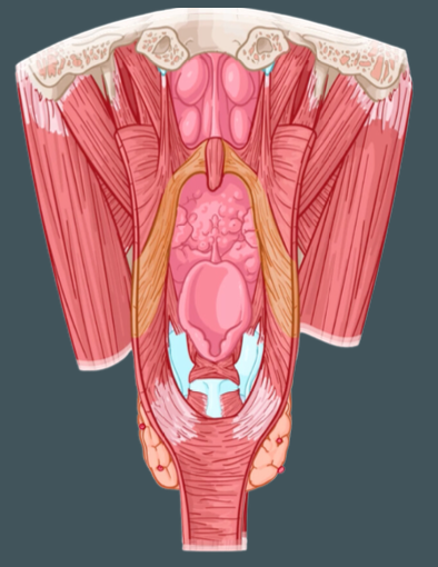 <p>Insertion of palatopharyngeus muscle</p>