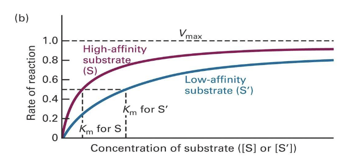 * Km (Michaelis Constant) → concentration of substrate at which reaction velocity is half maximal
* Km is a measure of the affinity of an enzyme for the substrate
* Ex. If the Vmax of this interaction is 1, half Vmax is 0.5. If we look at the pink line for the high-affinity substrate we can determine the concentration of high-affinity substrate required to reach half maximum velocity. And this value, known as the Michaelis constant or Km, is the measure of the affinity of the enzyme for that substrate. If we look at the blue line for the low-affinity substrate, we can determine the concentration of low-affinity substrate required to reach half maximum velocity. 
* The Km for the lower affinity substrate is a higher value than the Km for the higher affinity substrate. 
* Km shows a reciprocal relationship with an affinity