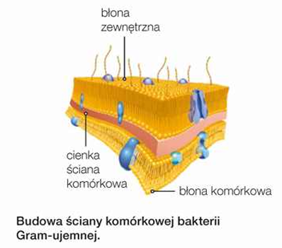 <p>jest cienka (2-10nm) i zbudowana z jednej warstwy mureiny. Nie zawiera kwasów tejchojowych, jest natomiast okryta dodatkową <strong>błoną zewnętrzną.</strong></p>