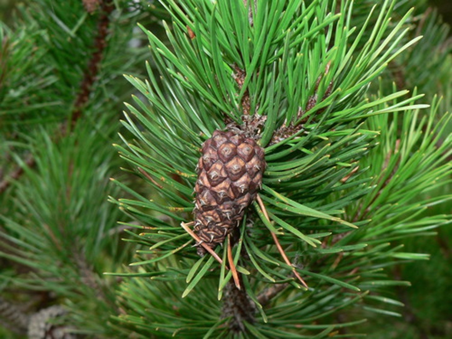 <p>- Hard pine</p><p>- fascicles: 2s</p><p>- needles: twisted, flat, dull green</p><p>- Bundle sheath: persistent</p><p>- Umbo: armored with a prickle.</p><p>- cones: seed cones open in fire, pollen cones are yellow and egg shaped. Cones point backwards towards trunk.</p>