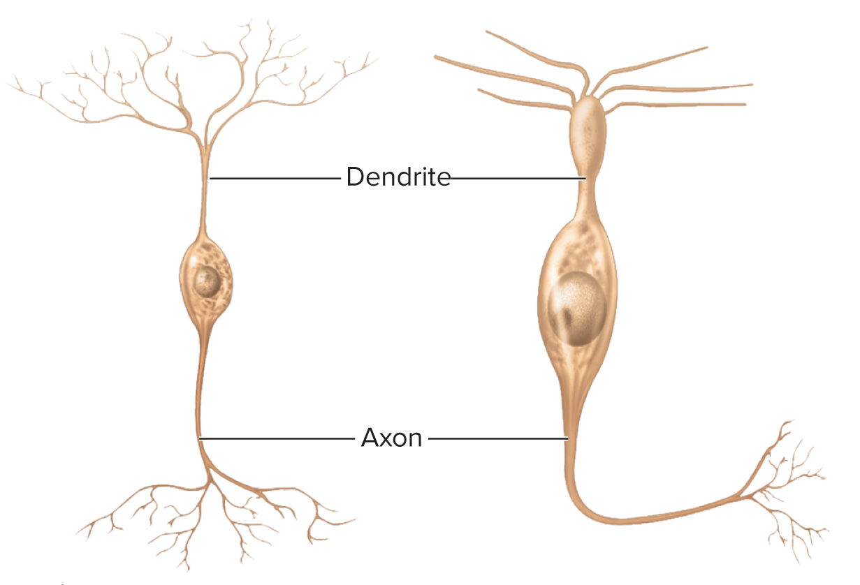 <p>Structural class: Bipolar neurons have one axon and one&nbsp;</p>