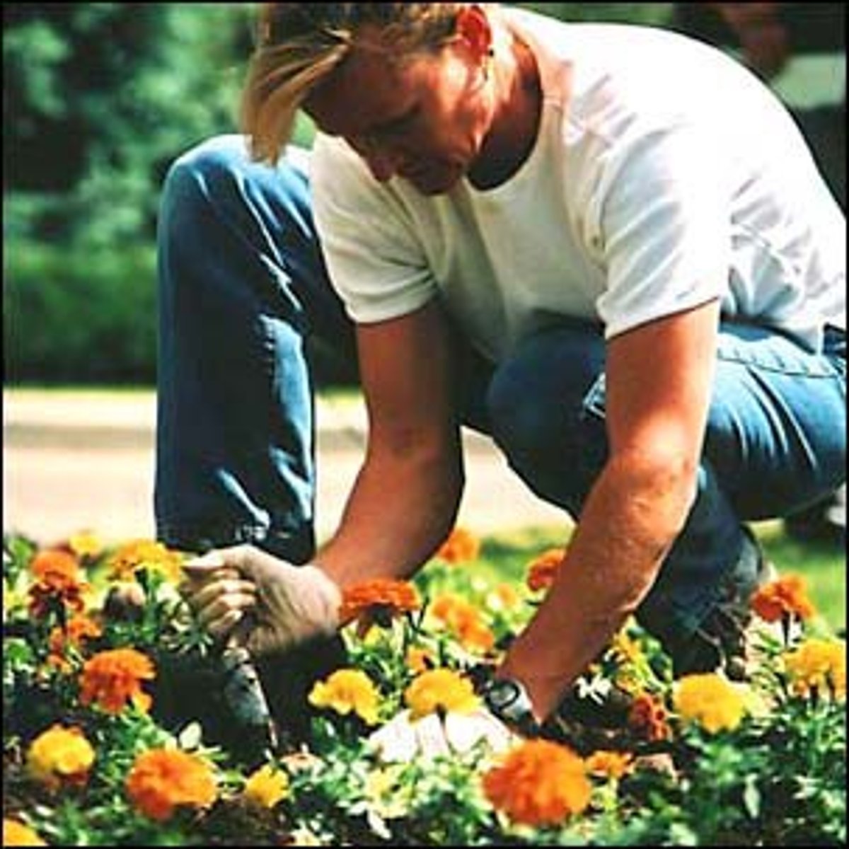 <p>the gardener</p>