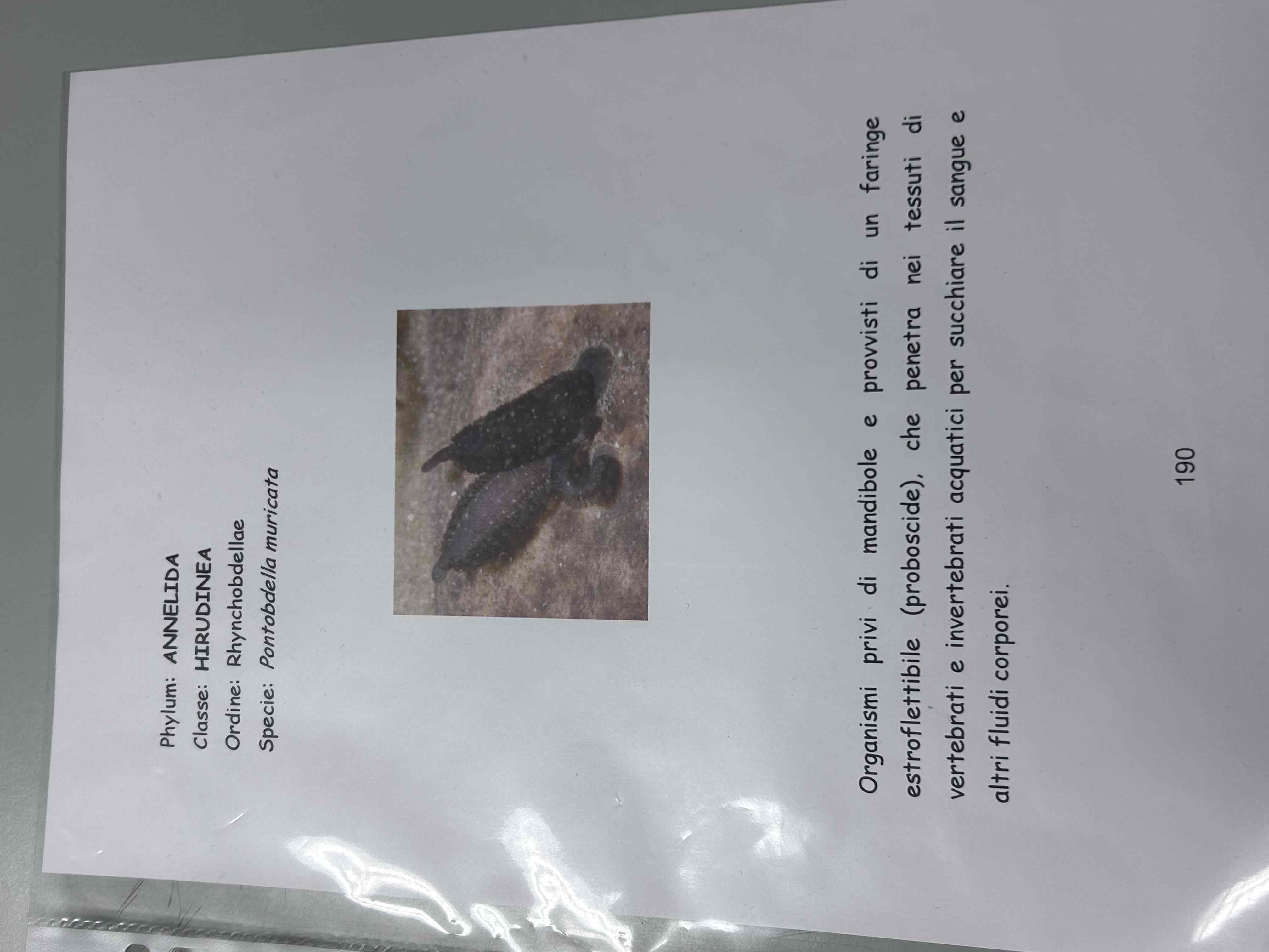 <p>Anellidi</p><p>Clitellati</p><p>Irudinei</p><p>Pontobdella muricata</p>