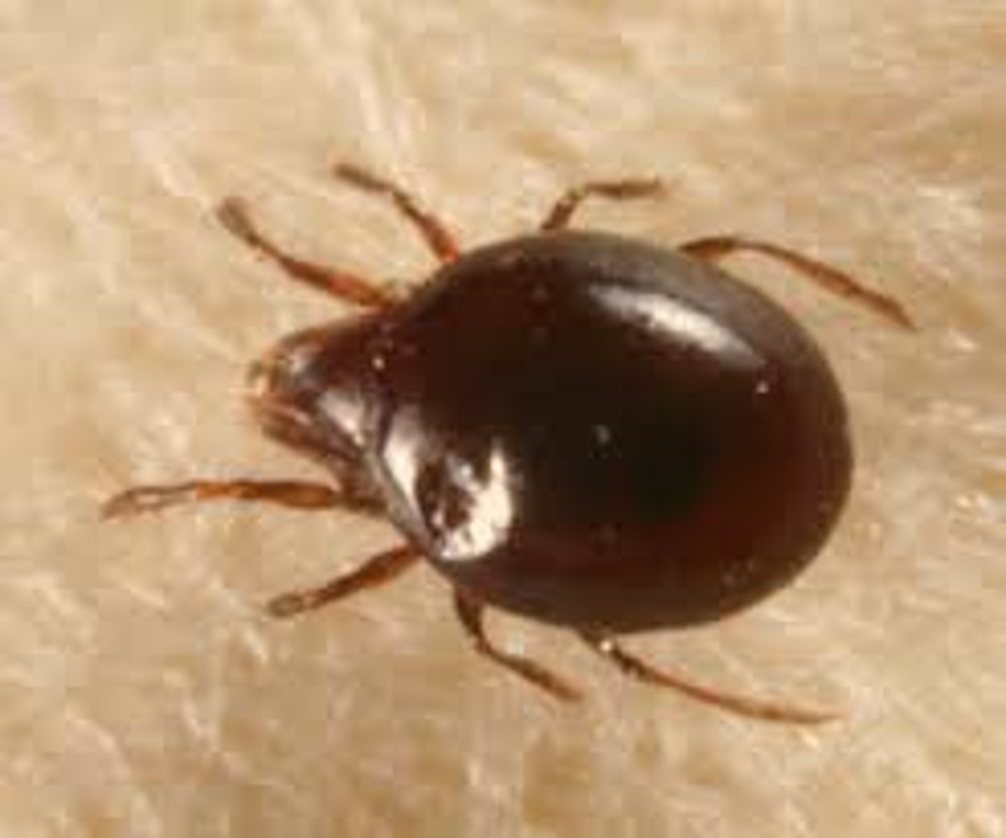 <p>(Sub-class Acari) Stigmata usually not visible, and not placed as in Parasitiformes; Prodorsum (shield covering prosoma) reaching until between the second and third pair of legs</p>