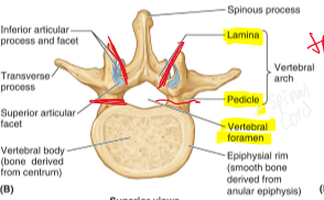 <p>Space created by the body and the vertebral arch </p>
