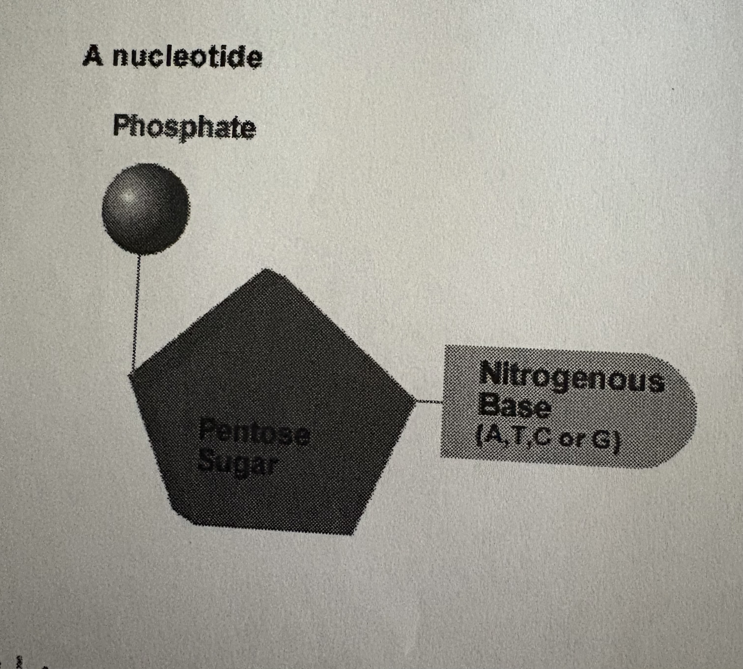 <p>PHOSPHATE <u>GROUP</u> , FIVE CARBON SUGAR , NITROGENOUS BASE.</p><p></p><p>a nucleotide is one part of the ladder u see</p>