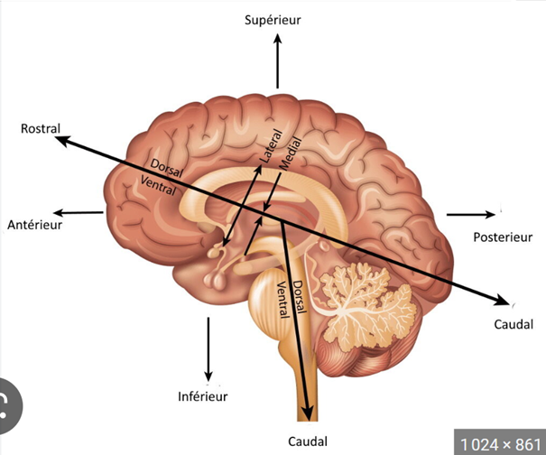 -son activité permettrait l'expression des émotions en exerçant un contrôle sur le système moteur végétatif, mais aussi, un contrôle sur la motricité involontaire du système somato-moteur (zone du cortex cérébral qui commande la motricité des muscles squelettiques)
-les modification physiologiques concomitantes des émotions feraient intervenir l'activité du cerveau antérieur médian
-cette activité corticale serait déclenchée par des stimuli complexes et seraient relayé dans l'hypothalamus et la formation réticulée du tronc cérébral