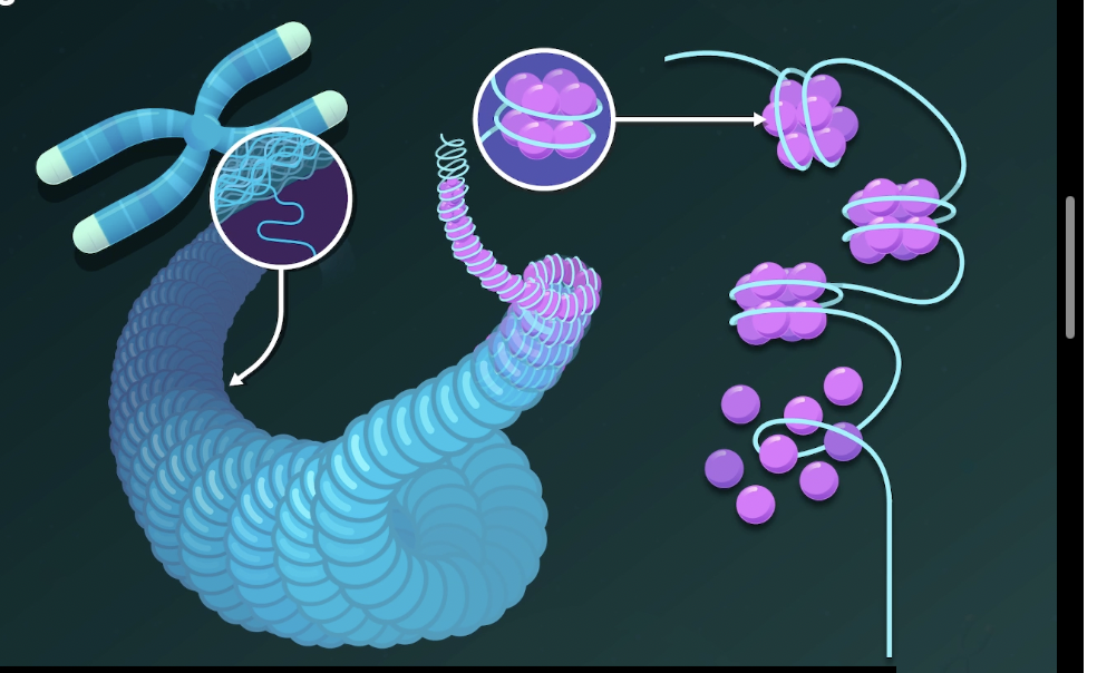 <p>DNA Inside the Nucleus</p>