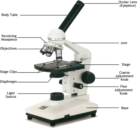<p>Name the parts of a microscope and their functions.</p>