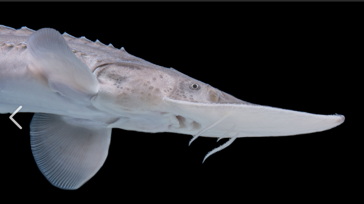 <p>What fish is this and how do you know</p>