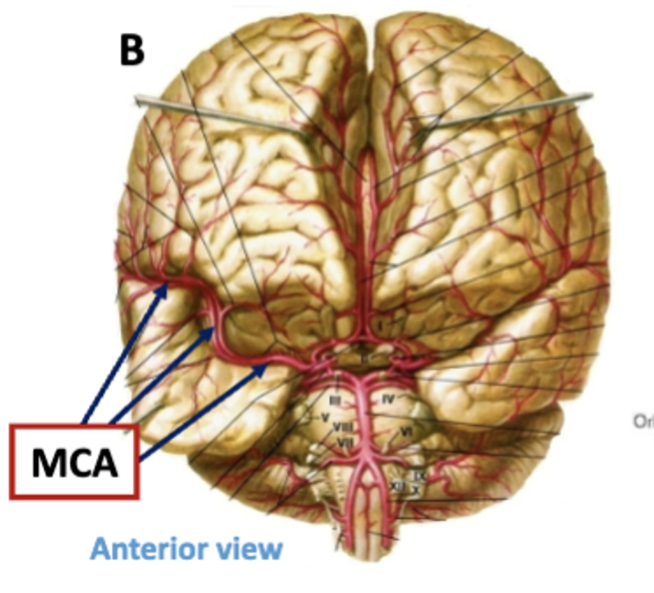 <p>lies in the lateral fissure between the frontal and temporal lobes </p>