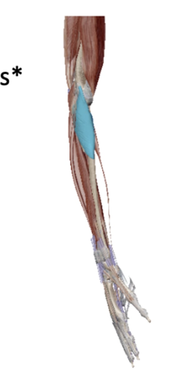 <p>Name the muscle ( Deep to the wrist extensors)</p>