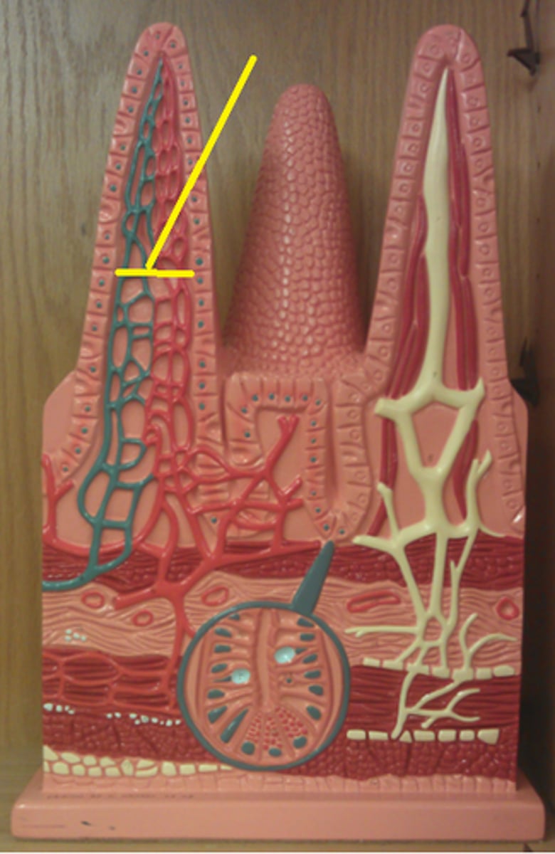 knowt flashcard image