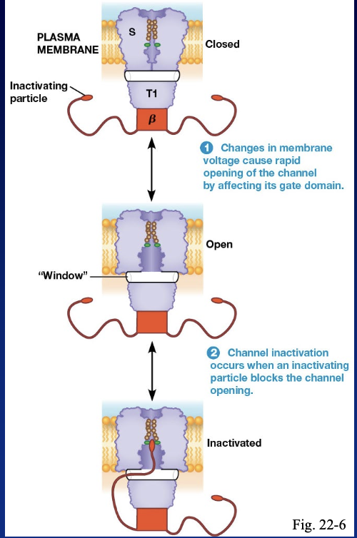 <p>the inactivating particle portion of the protein blocks the channel and after a millisecond it returns to it’s original conformation </p>