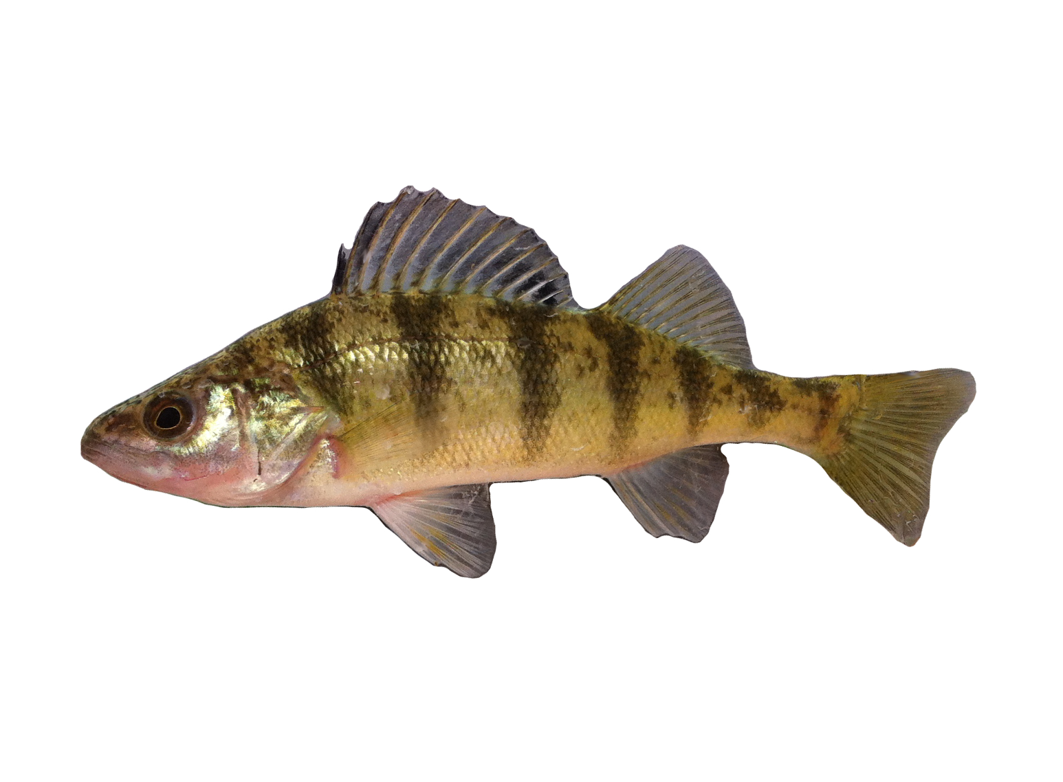 <p>Percidae;</p><p>Yellow Perch;</p><p><span><span>Perca flavescens</span></span></p>