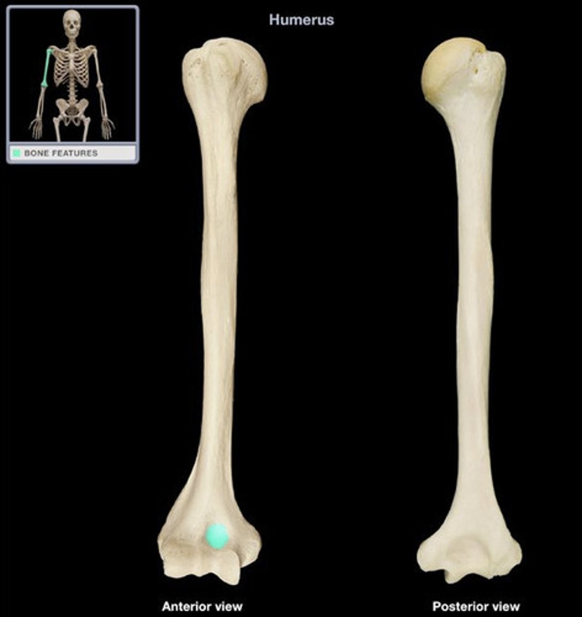 <p>located on the anterior side of the distal end of the humerus superior to the trochlea and articulates with the coronoid process of the ulna</p>