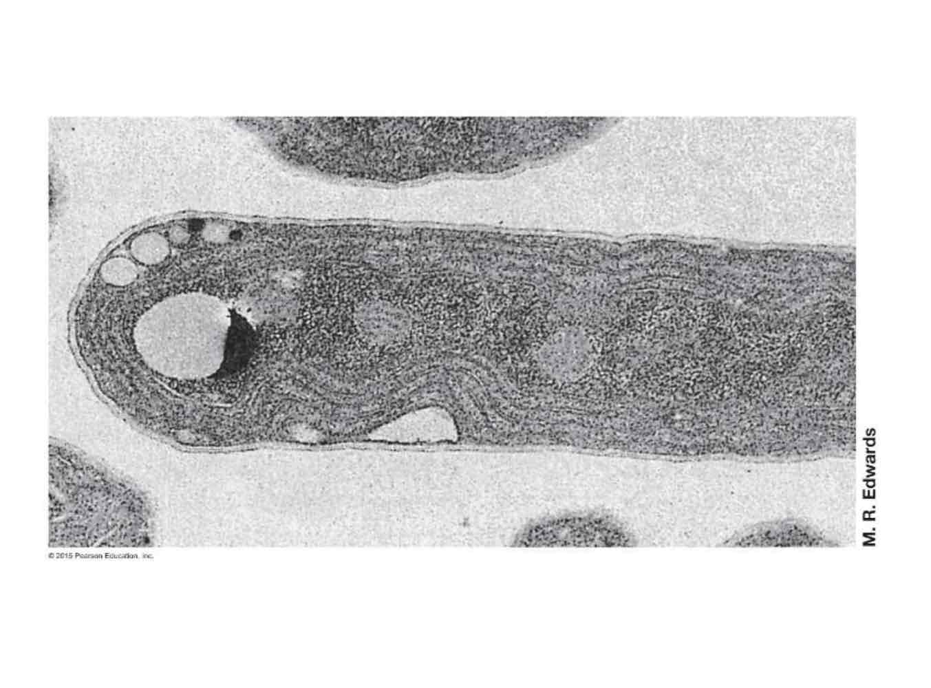 <ul><li><p>Carries out oxygenic photosynthesis, which is harvesting light and producing oxygen.</p></li><li><p>Autotroph.</p></li><li><p>They perform photosynthesis.</p></li><li><p>They have a Gram-negative cell wall type.</p></li><li><p>They are widely distributed in terrestrial, freshwater, and marine habitats.</p></li><li><p>They have the lowest nutritional requirement out of any organism because they get carbon &amp; nitrogen from air and they can obtain their nutrients even in the smallest amounts in the environment.</p></li></ul>