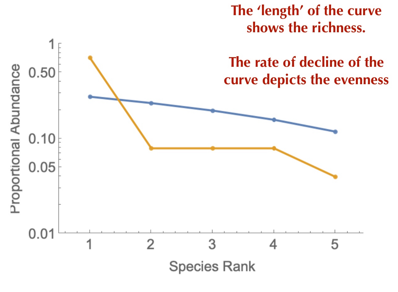 <p>Species are ranked according to absolute or relative abundance, then plotted against the Log(abundance type used)</p>