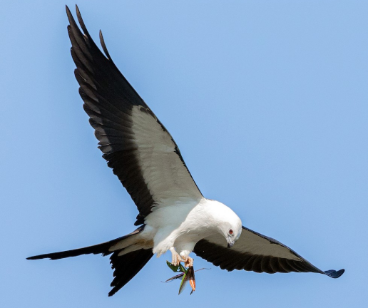 <p>What Bird is this?</p>