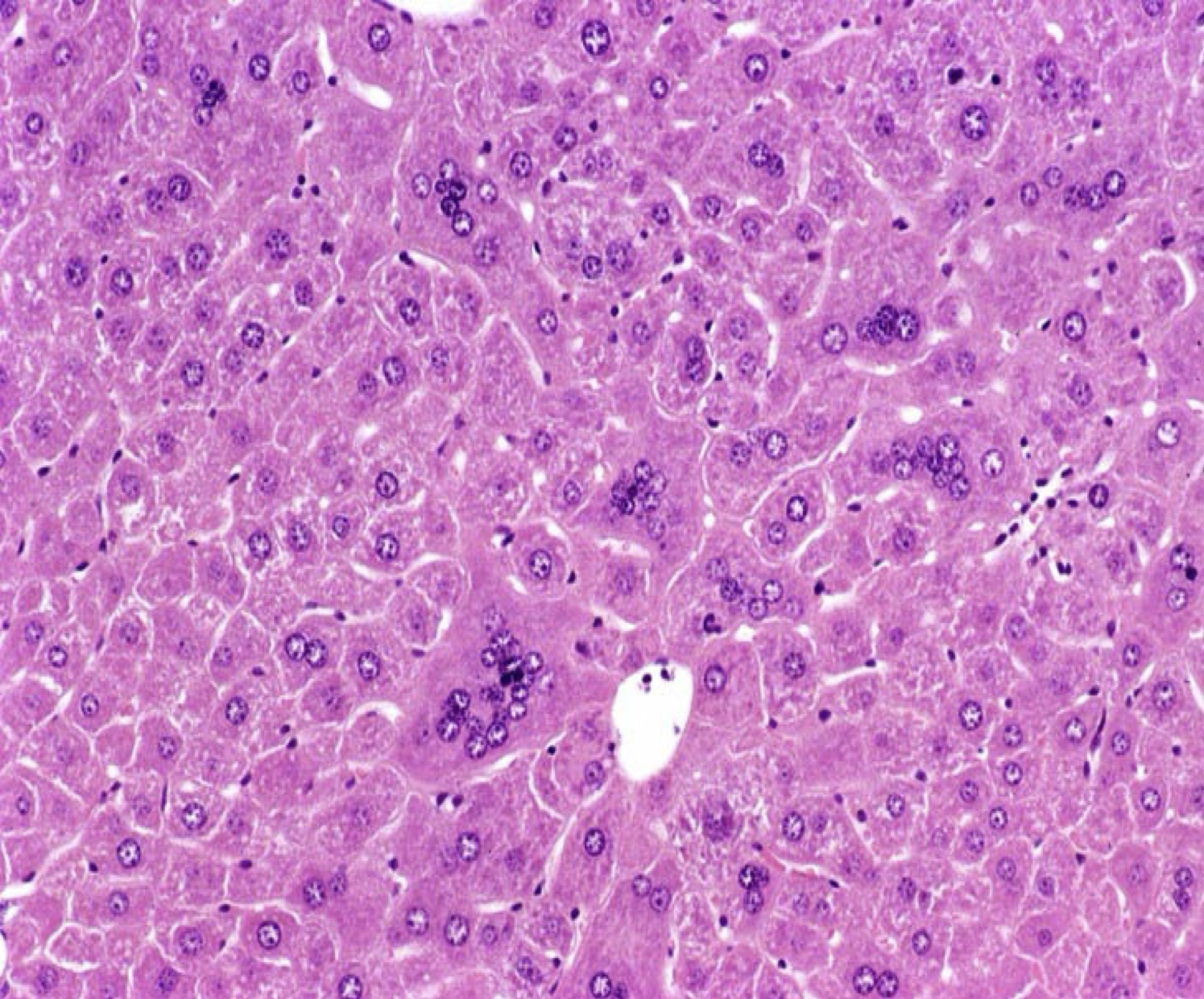 <p>Identify the organ, parenchyma, shape of cell, number of nucleus, location of nucleus, and arrangement</p>