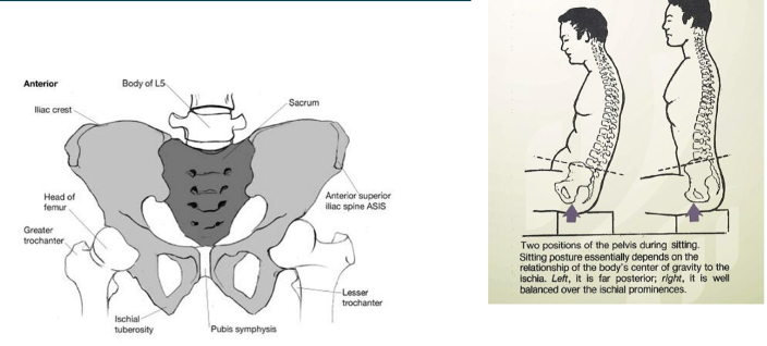 <p>Pelvis: </p>