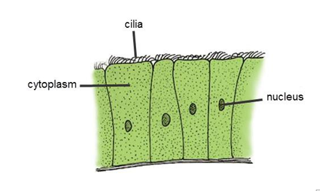 <p><strong><em>STRUCTURE</em></strong></p><p><span>-made up of ciliated epithelial cells and goblet cells</span></p>