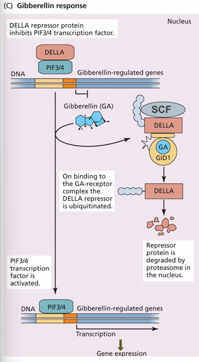<p>DELLA: repressor protein </p><p>PIF3/4: Transcription Factors for GA mediated growth and development</p><p>SCF complex (SCFSLY1)</p>