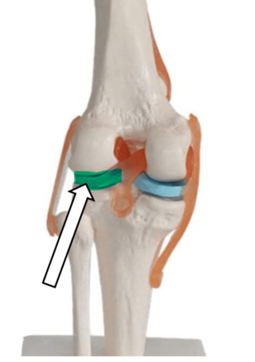 <p>name the articulation/joint</p>