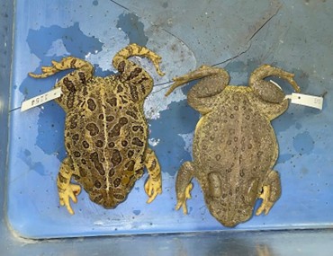 <p>rest of toads</p><p>large, elongate, and separated parotoids&nbsp;</p><p>can have dark non-reticulated markings, dark reticulated markings, red spots, large dark splotches, or white dorsal stripe down the middle</p><p>wide, flat bodies&nbsp;</p><p>flattened heads</p>