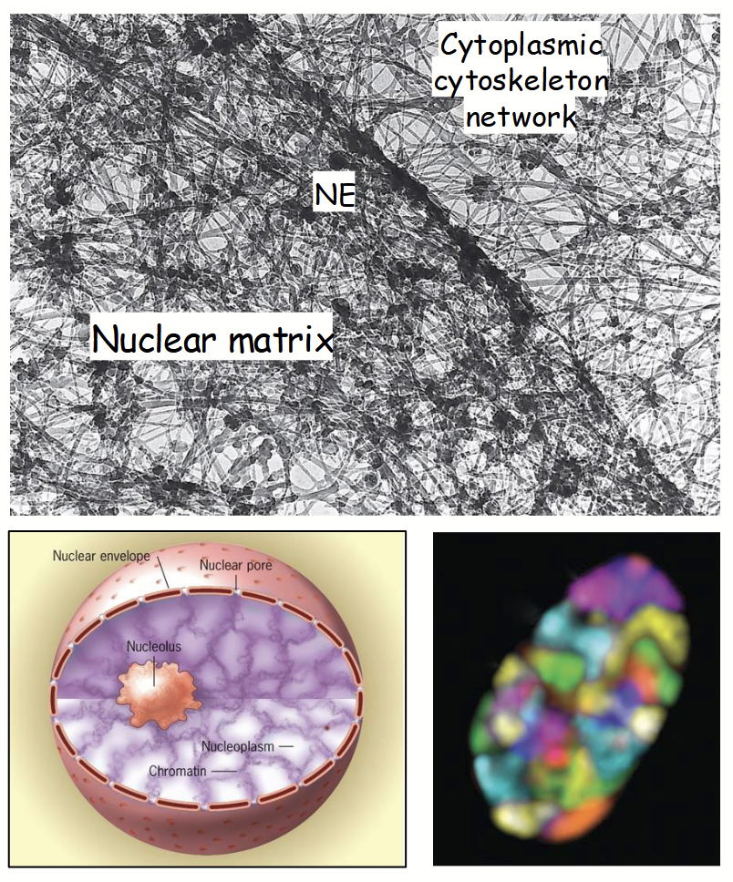 <p><strong><u>Nuclear structure: internal organization</u></strong></p><ul><li><p>Serves a structural role - maintains overall shape of nucleus.</p></li><li><p><strong>Serves as a “scaffold” </strong>- responsible for organization nuclear subdomains and anchoring protein factors (e.g. proteins involved in DNA replication, transcription, RNA processing, etc.).</p></li><li><p>Very little is known about composition and assembly/disassembly.</p></li></ul><p></p>