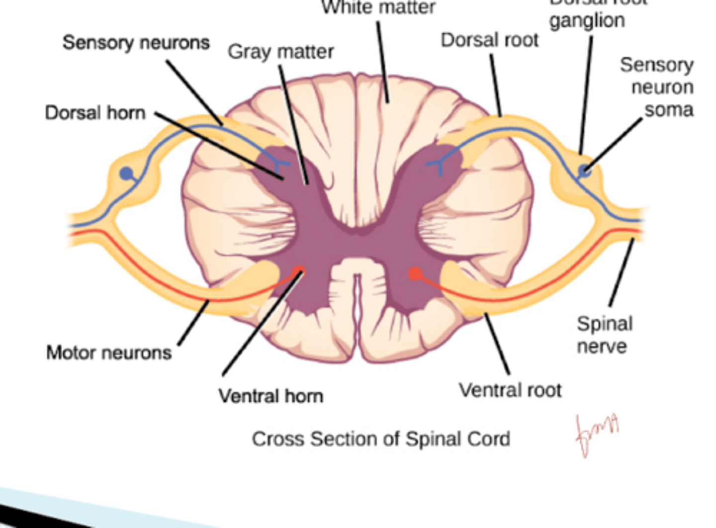 <p>Where do motor fibers exit from?</p>