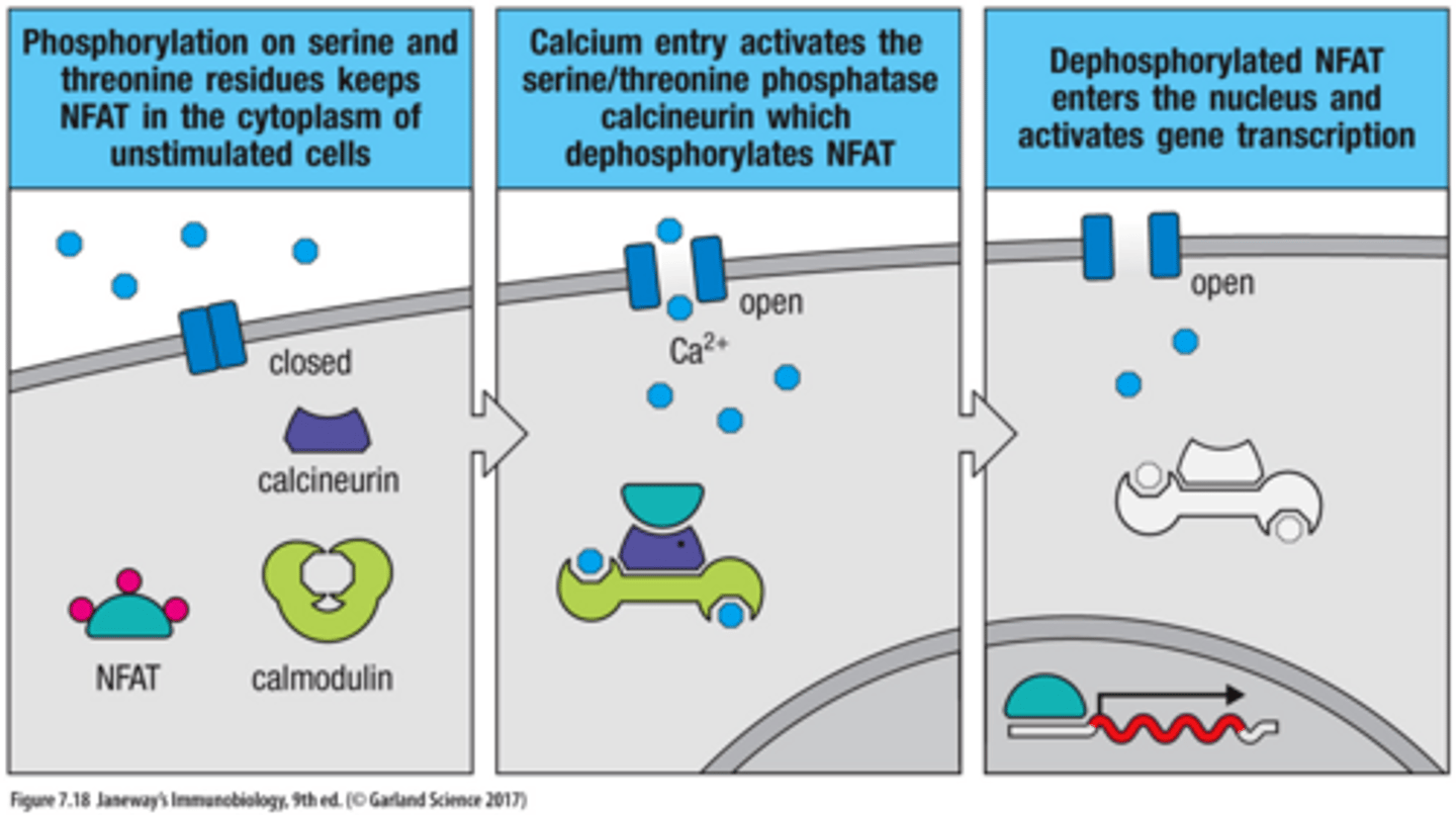 <p>1. phosphorylation on serine and threonine residues keeps NFAT in the cytoplasm of unstimulated cells</p><p>2. Calcium entry ativates the serine/threonine phosphotase calcineurin which dephosphorylates NFAT</p><p>3. Desphosphorylated NFAT enters the nucleus and activates gene transcription</p>