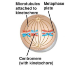 <ol><li><p>The tetrad from prophase I, line up along the middle of the cell in a random way, this is called independent assortment, of maternal and paternal chromosomes.</p></li><li><p>Spindle fibres attach to the centromere of each homologous chromosome.</p></li></ol><p></p>