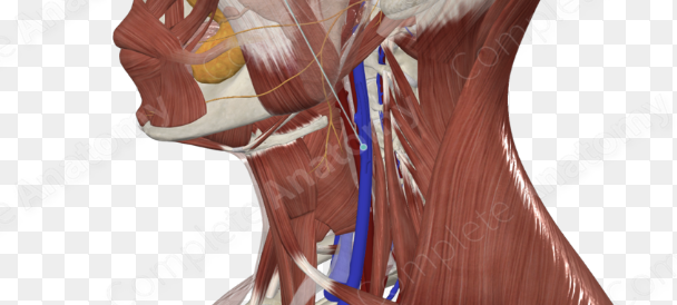 <p>drains blood from superficial head</p>