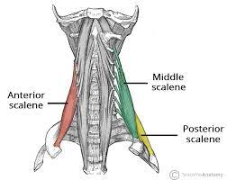 <p>ant neck</p><p>O: TP C2/C7</p><p>I: sup border 1st rib</p><p>A: ant/mid: elevate 1st rib, ipsi lat neck bend</p><p>post: elevate 2nd rib, ““</p>