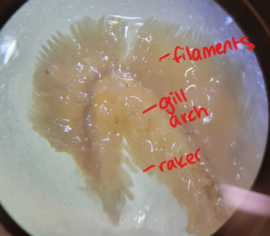 <p>This is a gill from a fish. </p>